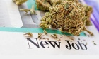 General Overview of Cannabis and the Industry’s Outlook and Professions